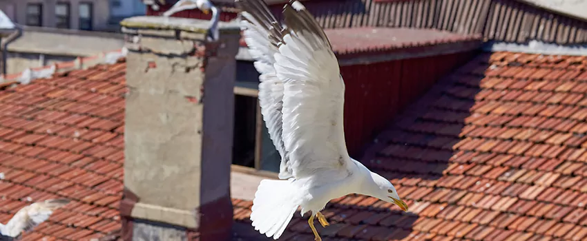 Residential Chimney Animal Removal Solution in Marco Island, FL